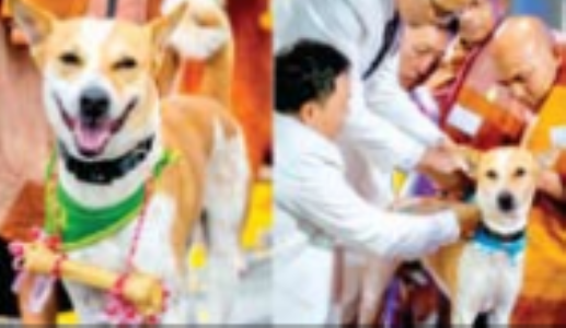3,700 किमी पदयात्रा करने वाले डाॅग ‘आलाेका’ से मिलने उमड़े लाेग